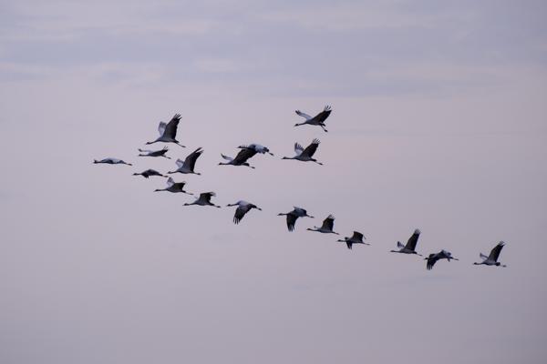 Flock of cranes in flight over Jodhpur, Rajasthan Gura Vishnoiyan, India