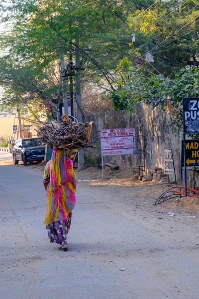 Woman carrying firewood on a street in Pushkar, Rajasthan Pushkar, India
