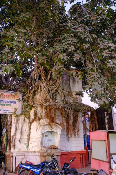 Banyan Tree Overgrowing a Small Shrine-Like Structure, Rajasthan, India Pushkar, India