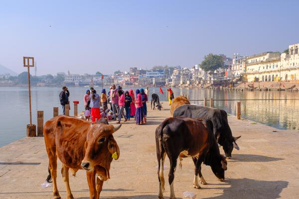 Cows and pilgrims on the Pushkar Lake ghat, Rajasthan Pushkar, India