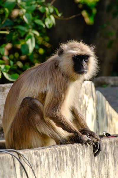 Gray Langur Resting on a Wall in Rajasthan, India Pushkar, India