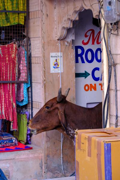 Cow Peeking Into a Textile Shop in Pushkar, Rajasthan Pushkar, India