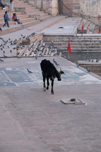 Cow walking among pigeons at Pushkar Lake ghat at night Pushkar, India