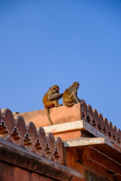 Rhesus macaques grooming on a Jaipur rooftop parapet Jaipur, India