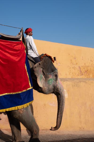 Elephant Ride in Jaipur, Rajasthan (India) Jaipur, India