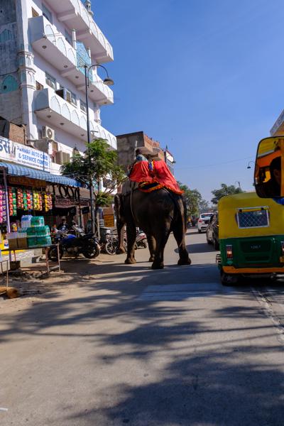 Elephant on a Jaipur street with auto rickshaw Jaipur Municipal Corporation, India