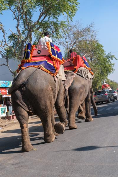 Decorated Elephants on a Jaipur Road Jaipur Municipal Corporation, India