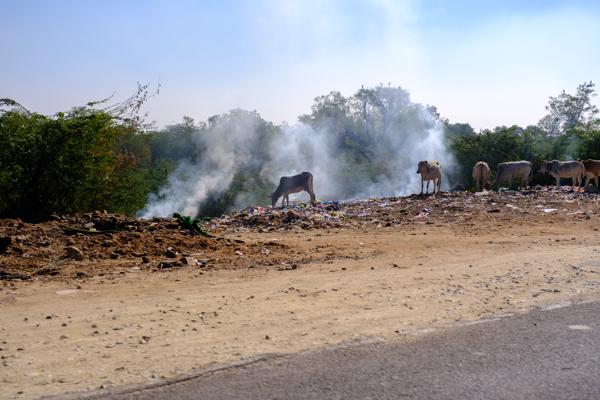 Cows at a Smoking Roadside Dump, Jaipur (Rajasthan) Jaipur Municipal Corporation, India