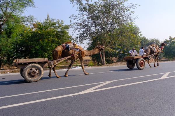 Camel-drawn carts on a rural highway in Rajasthan, India Peechupara Khurd, India
