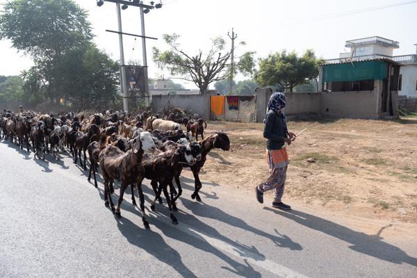 Goatherd Leading a Herd Along a Rural Road, Rajasthan (India) Peechupara Khurd, India