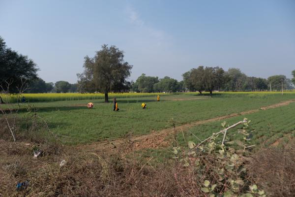 Farm workers in rural fields near Dausa, Rajasthan (India) Delari, India