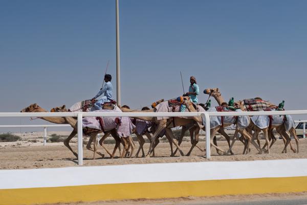 Camel Caravan Along a Desert Road Under a Clear Blue Sky Qatar