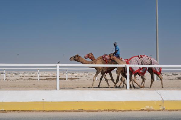 Camels and Rider on a Desert Track Qatar