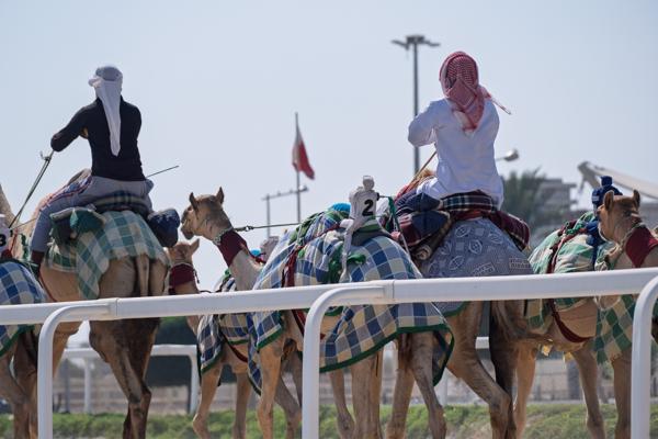 Camel Riders in Traditional Attire at a Desert Event in Qatar Qatar