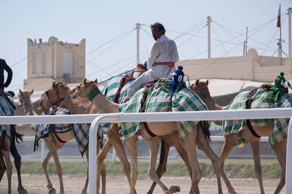 Camel racing at a Qatar track under clear skies Qatar