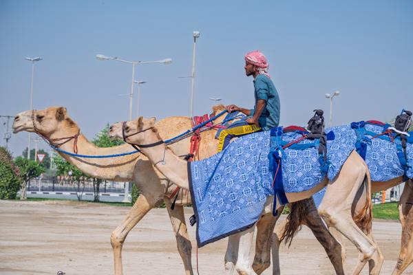 Camel Ride in a Desert Setting under Clear Sky Qatar