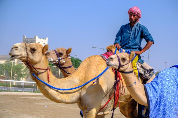 Camels and rider in a sunny desert setting Qatar