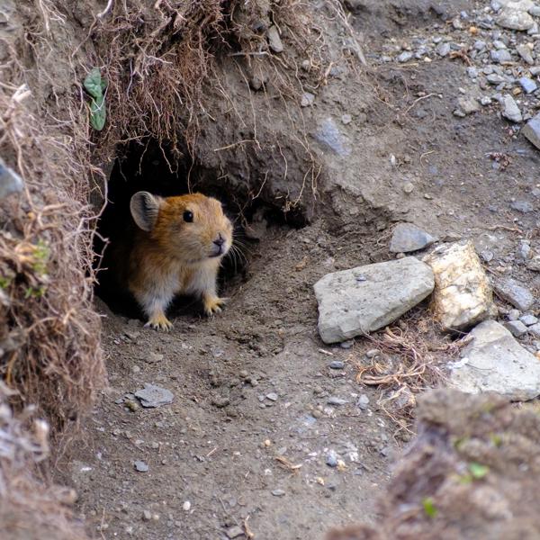 Curious pika at burrow entrance Gyantse, China