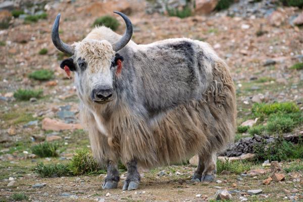 White Yak on a Himalayan Alpine Pasture Lhatsé, China