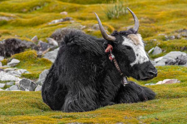Resting Himalayan Yak on Alpine Pasture Lhatsé, China
