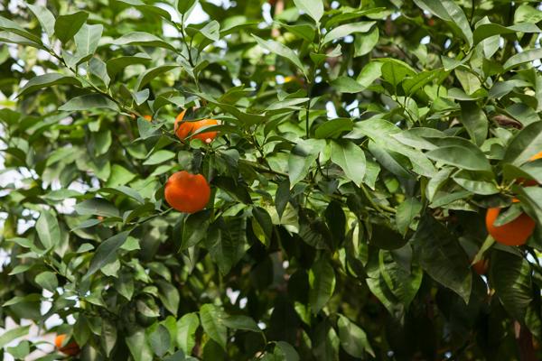 Orange Tree in Athens Athens, Greece