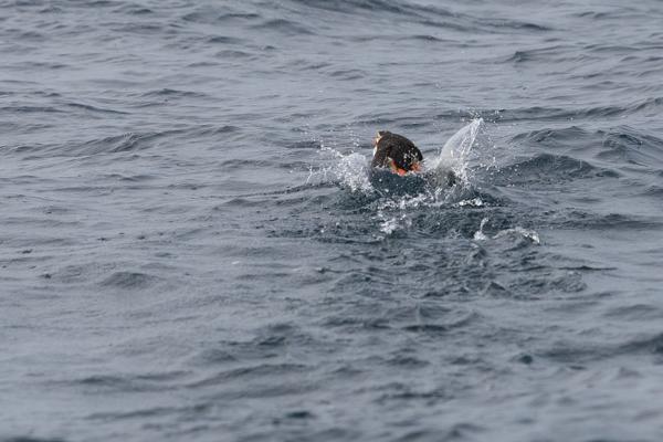 Atlantic Puffin Surfacing in Choppy Ocean Waters Iceland
