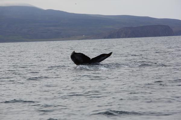 Whale Tail Island Seascape Iceland