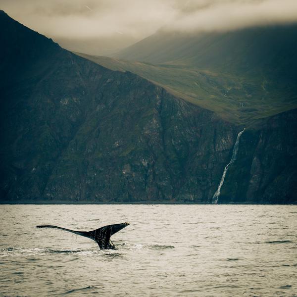 Whale Tail Framing a Rugged Icelandic Fjord Iceland