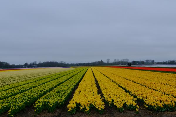 Lisse, Netherlands
