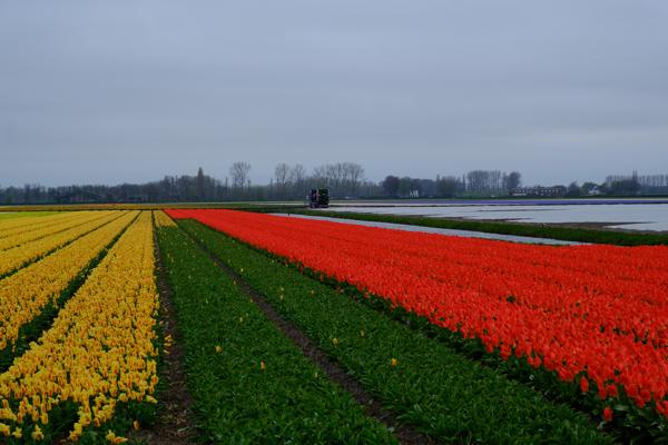 Lisse, Netherlands