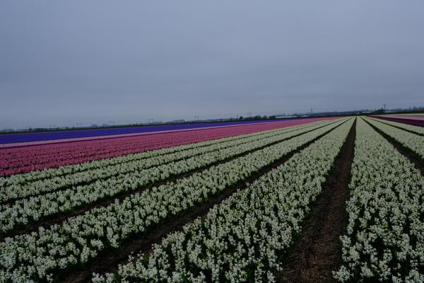 Hillegom, Netherlands