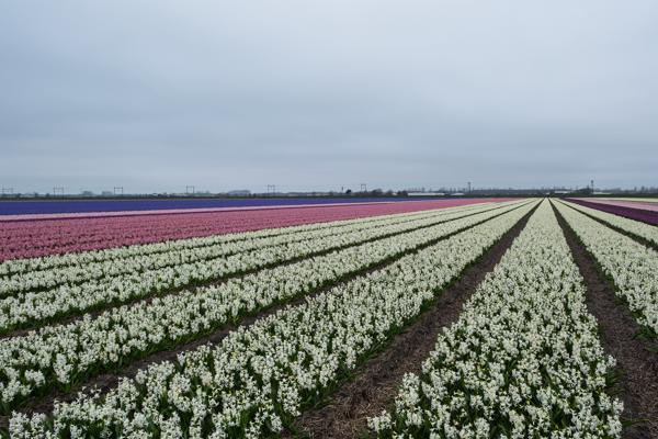 Hillegom, Netherlands