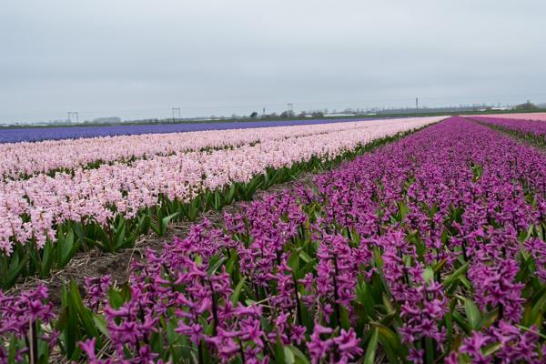 Hillegom, Netherlands