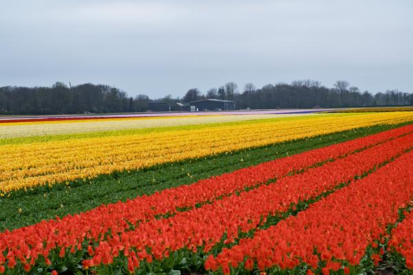 Lisse, Netherlands