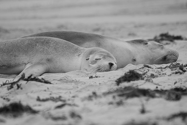 Seal Bay - Australia