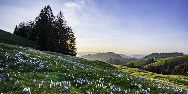 A pastoral Swiss landscape with rolling hills and blooming flowe - Eggiwil - Switzerland