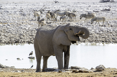 Okaukuejo - Namibia