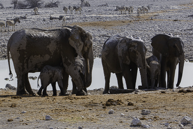 Okaukuejo - Namibia