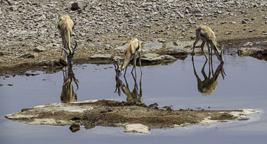 Halali - Namibia