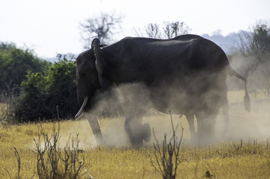 Chobe - Botswana