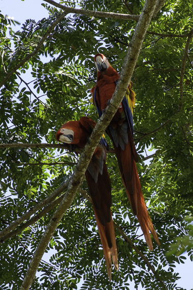 Two Scarlet Macaws in a Tree - Garabito - Costa Rica