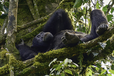 Uganda