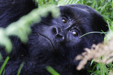Buzeyi - Uganda