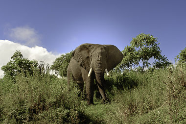 A majestic elephant in a lush savanna - United Republic of Tanzania