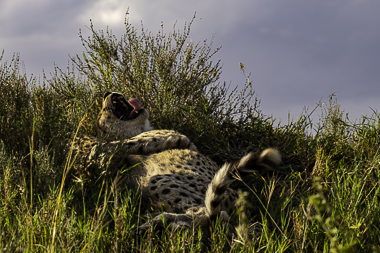Cheetah lounging in a field of tall grass - United Republic of Tanzania