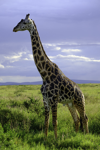 Robanda - United Republic of Tanzania