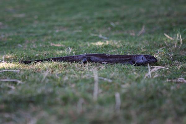 City of Rockingham, Australia