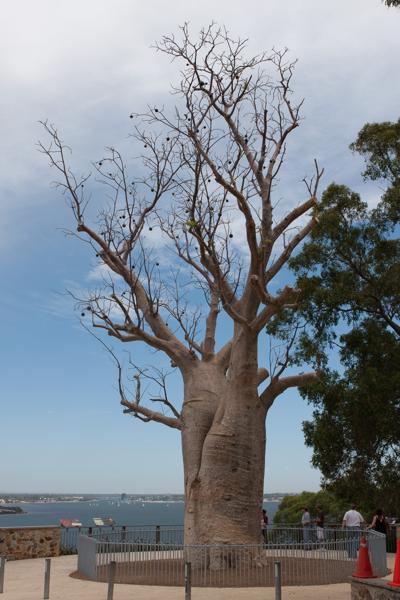 Kings Park, Australia