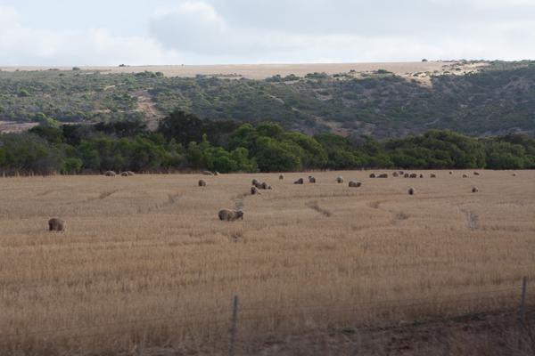 Shire of Northampton, Australia