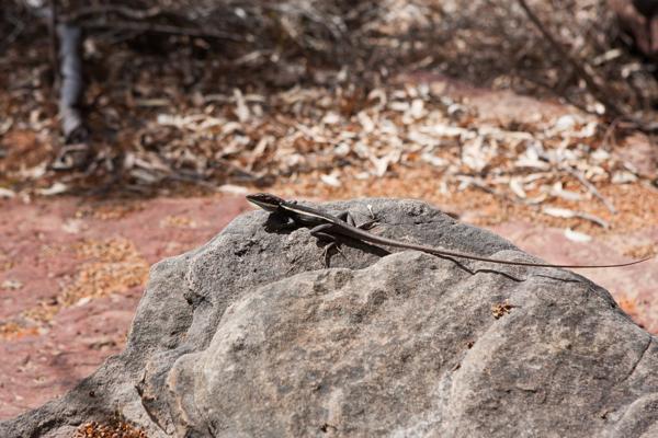 Shire of Northampton, Australia